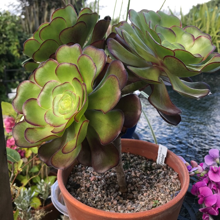 Plant image Aeonium Voodoo