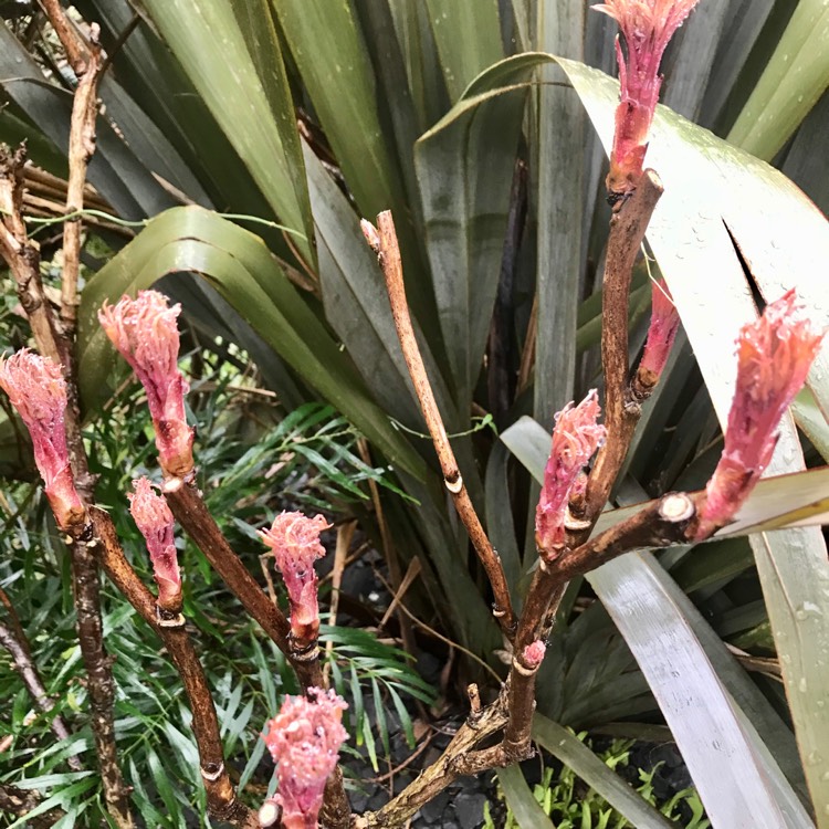 plant image 1227157