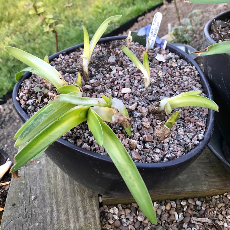 plant image 1262308