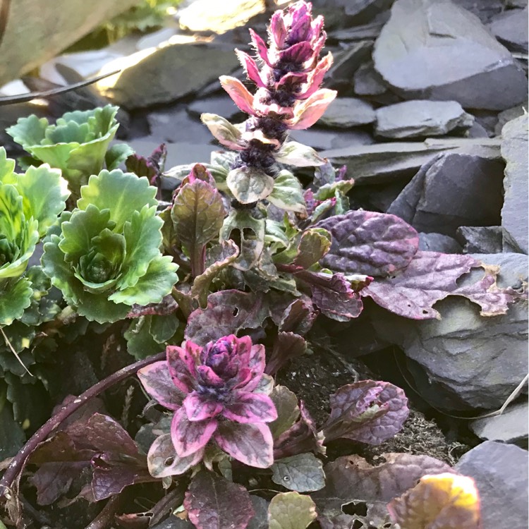 Plant image Ajuga reptans 'Variegata'