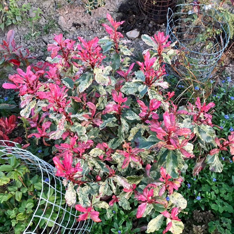 plant image 1263321 plant image 1263321