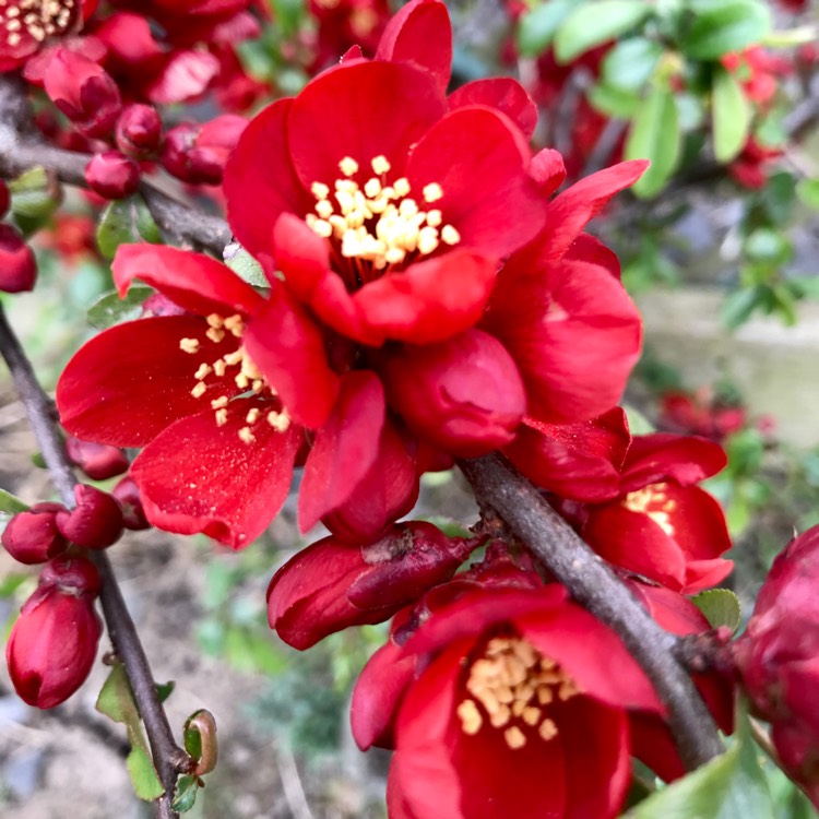 Plant image Chaenomeles japonica 'Cido'