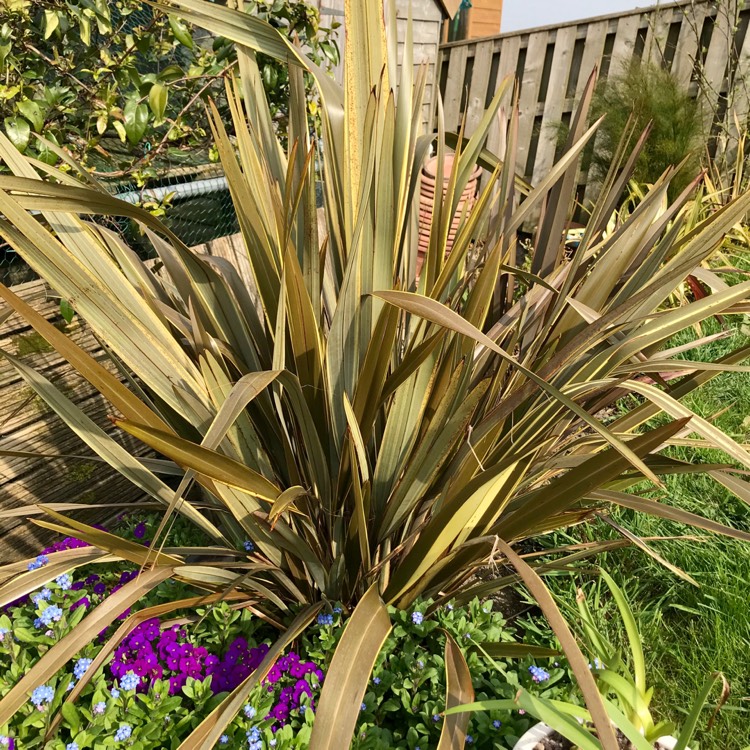 plant image 1264879