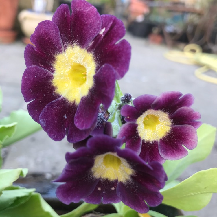 plant image 1265304