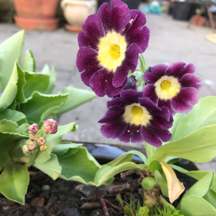 Plant image Primula auricula