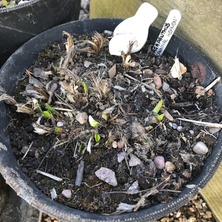 plant image 1266224