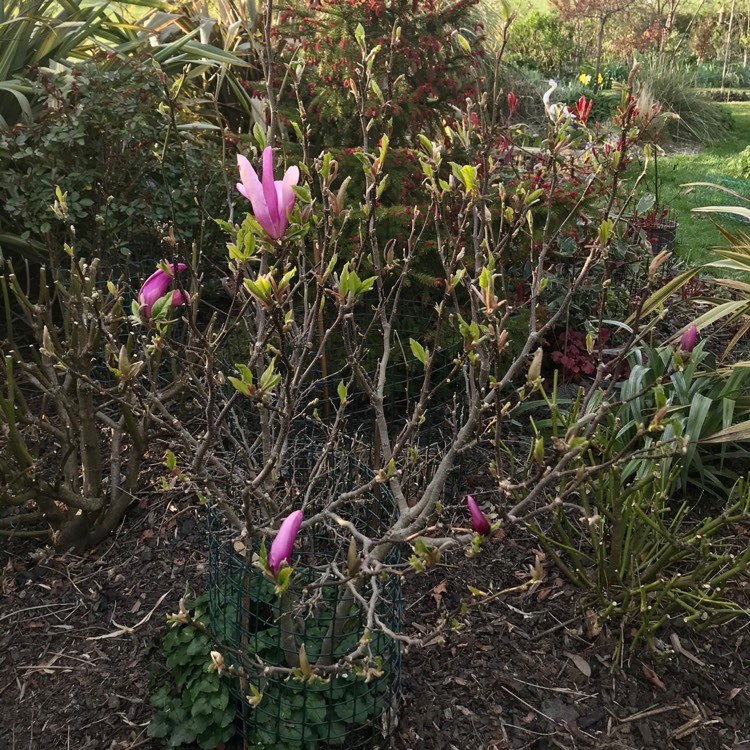 plant image 1270321