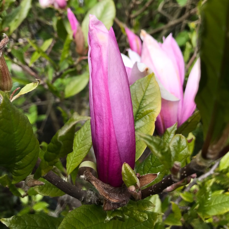 plant image 1284702