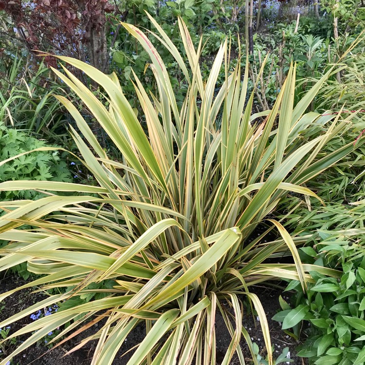 plant image 1284849