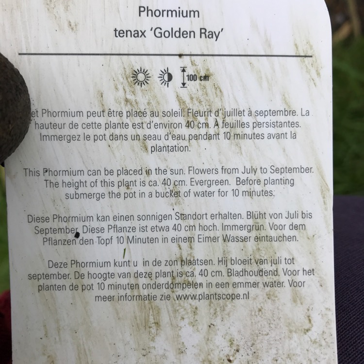 plant image 1284852