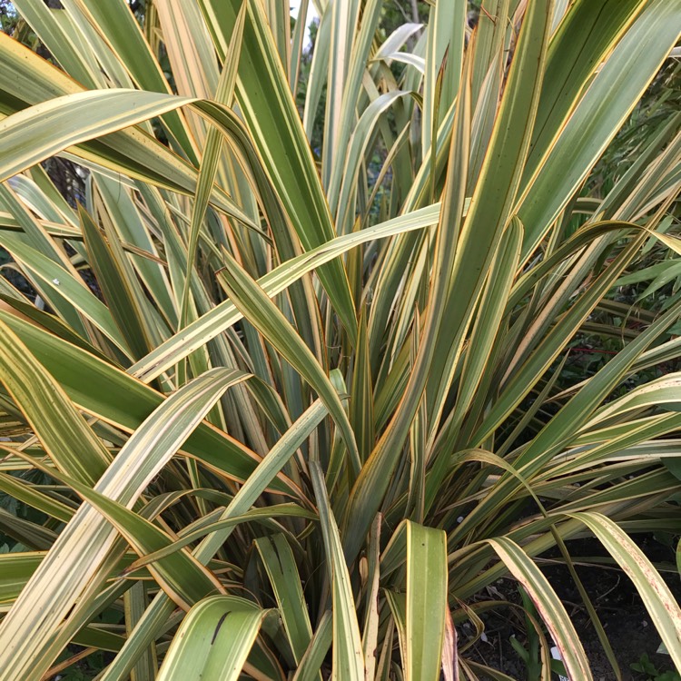 plant image 1284855