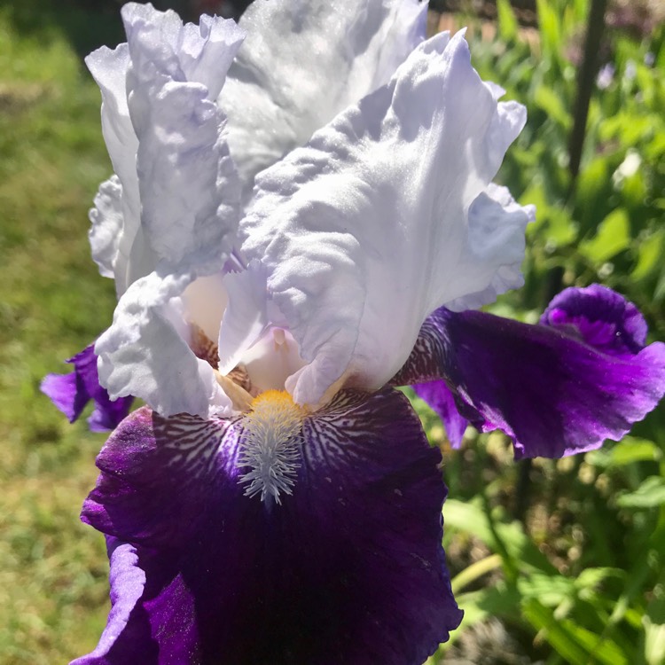 plant image 1314340