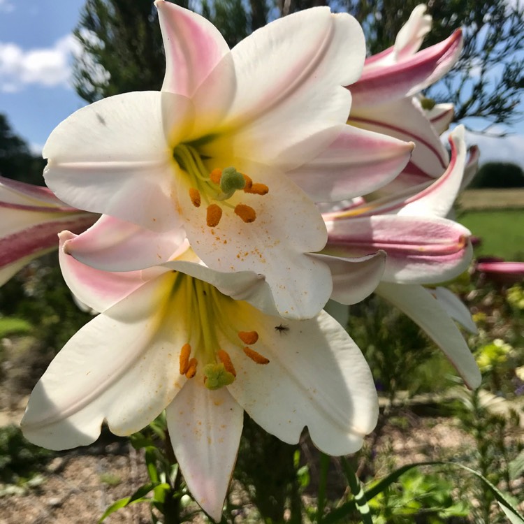 Plant image Lilium regale