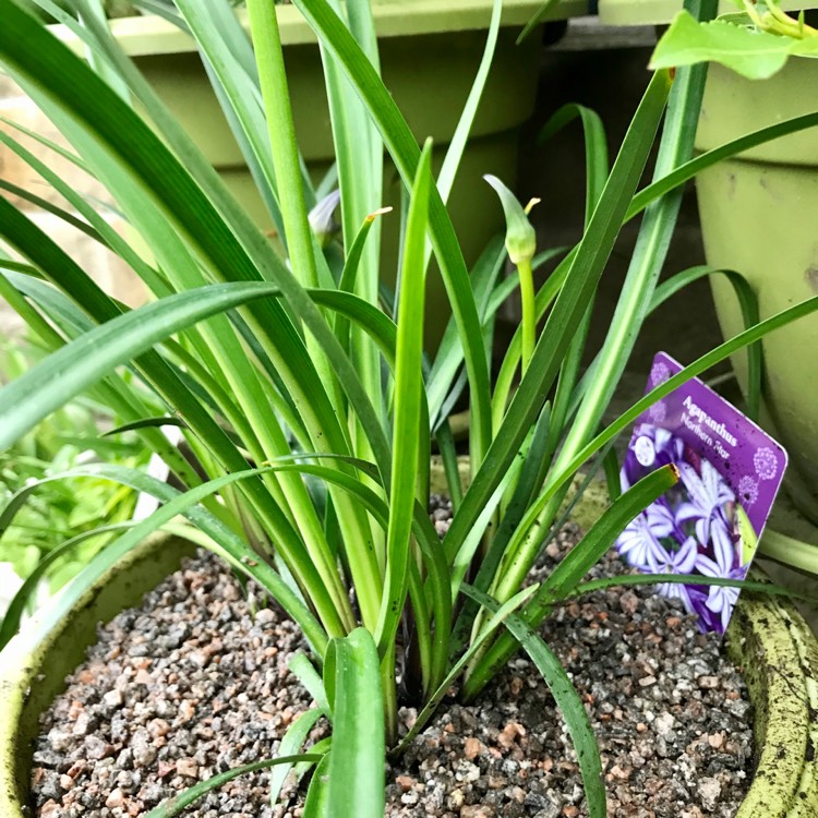 Plant image Agapanthus 'Northern Star'