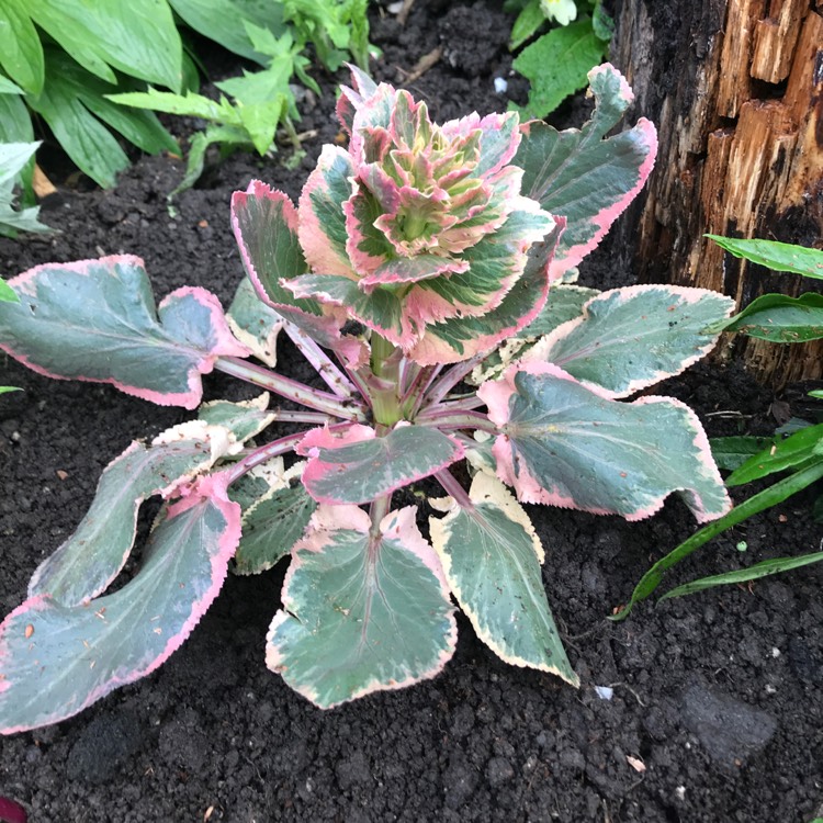 plant image 1479673