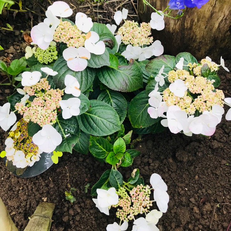 plant image 1508190