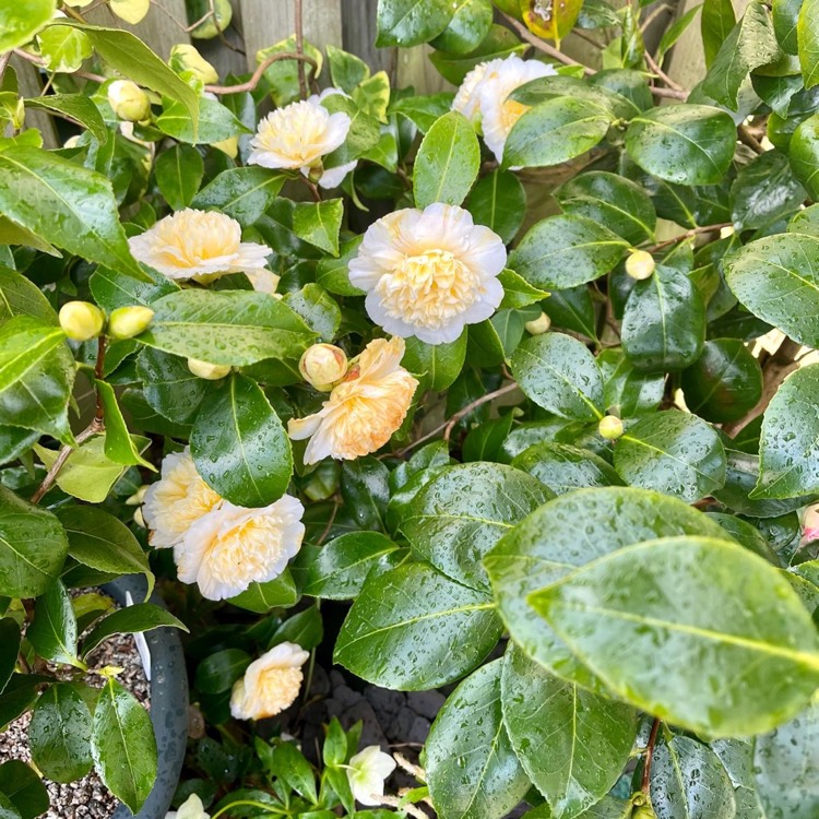 plant image 1574388 plant image 1574388