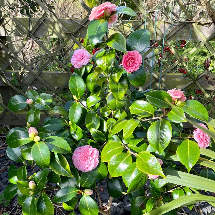 plant image 1574389 plant image 1574389