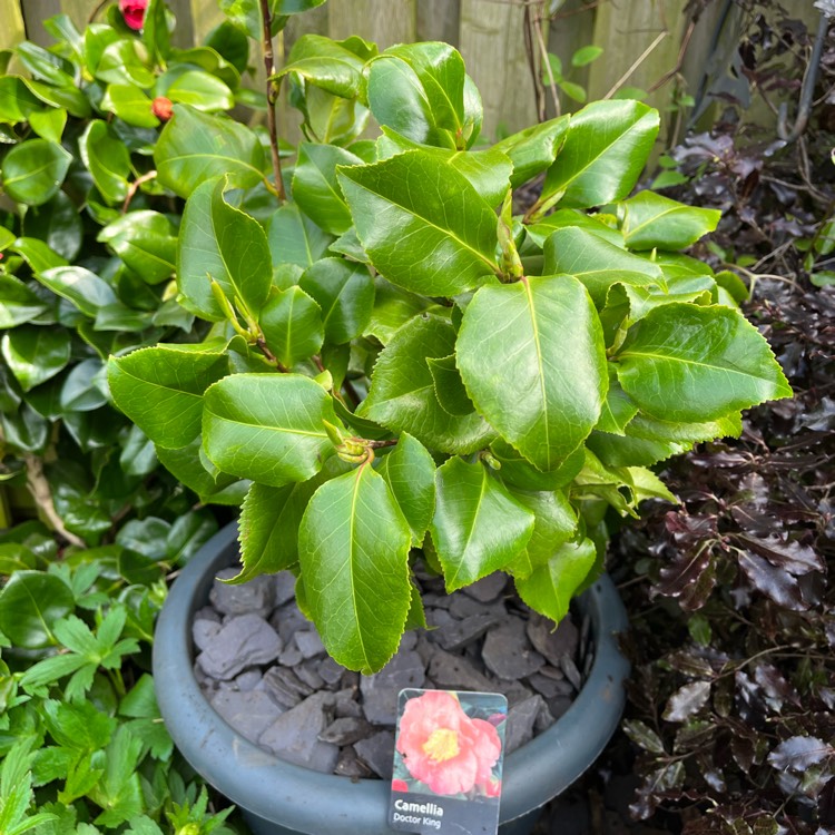 Plant image Camellia japonica 'Doctor King'