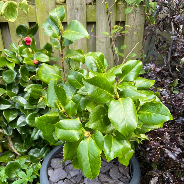 Plant image Camellia japonica 'Doctor King'