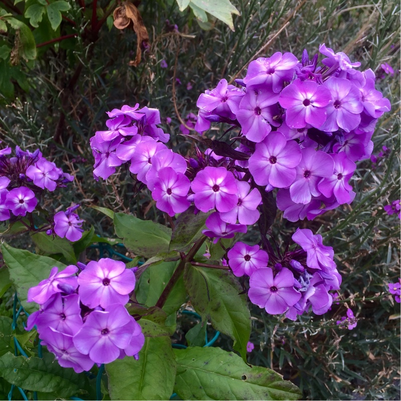 Plant image Phlox paniculata 'Lilac Flame'
