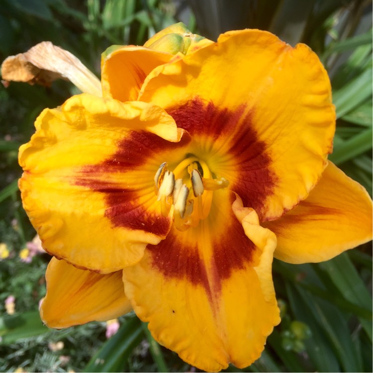 plant image 190275