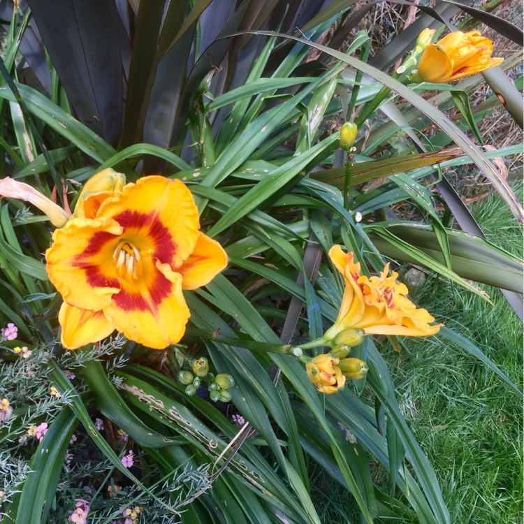 plant image 193397
