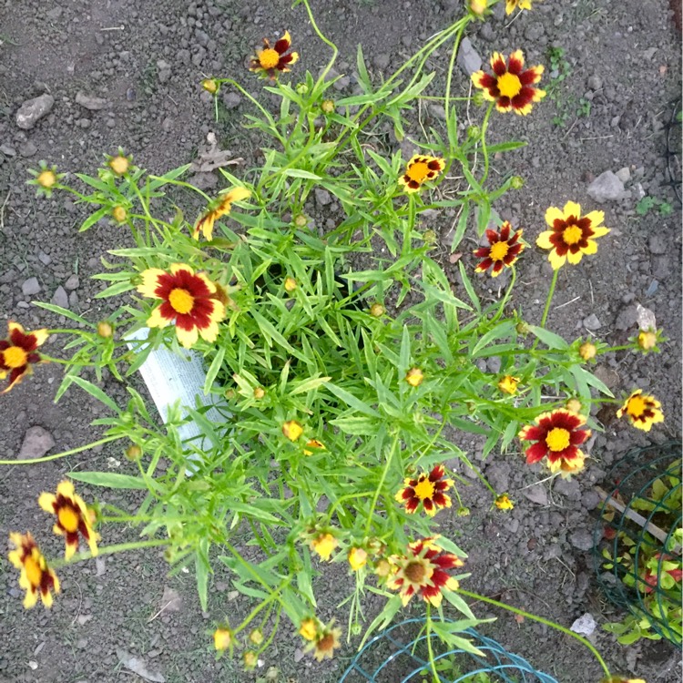 plant image 198385 plant image 198385