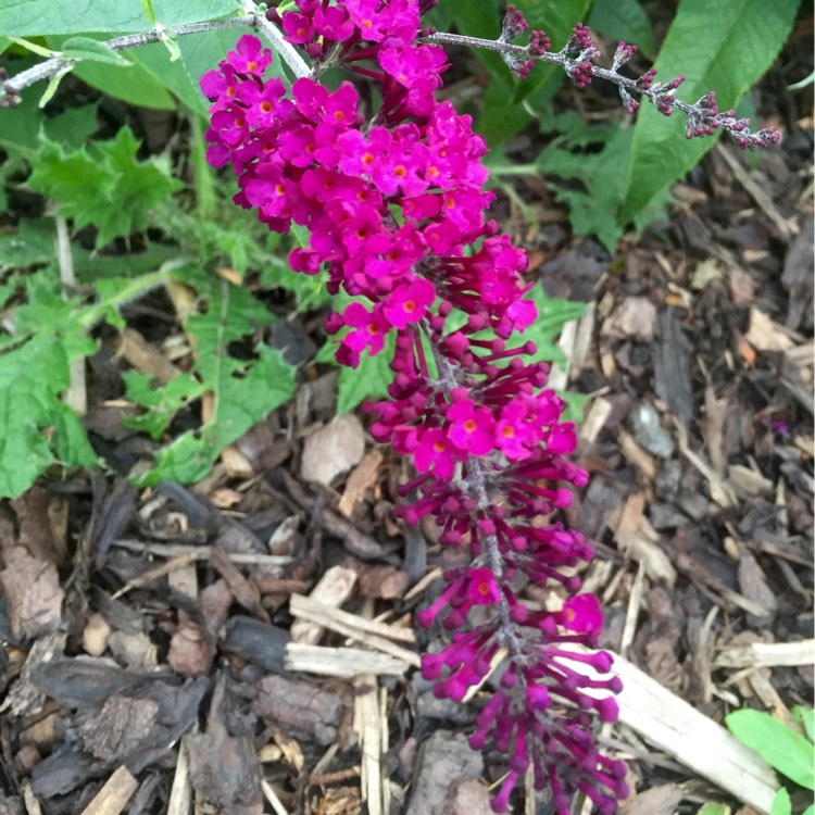 Plant image Buddleja 'Red Chip' (Lo and Behold Series)