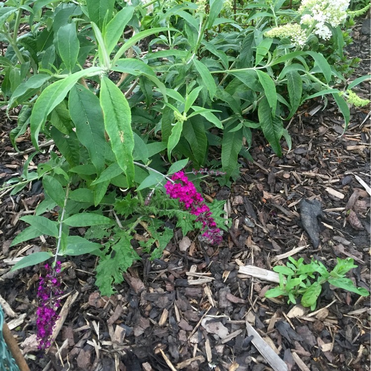 Plant image Buddleja 'Red Chip' (Lo and Behold Series)