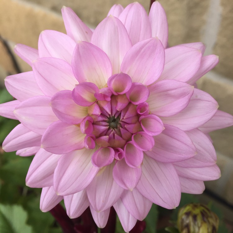 Plant image Dahlia 'Blue Boy'