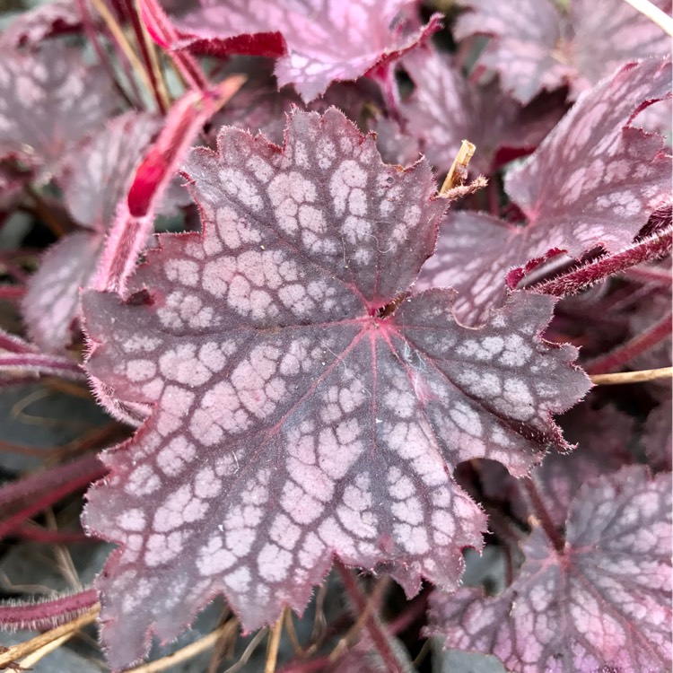 plant image 249413