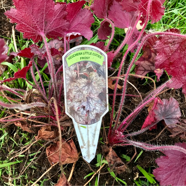 plant image 249415