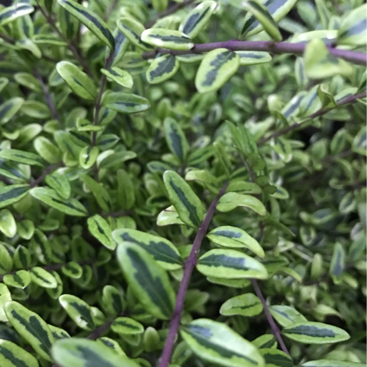 Plant image Lonicera ligustrina 'Lemon Beauty' syn. Lonicera nitida 'Lemon Beauty'