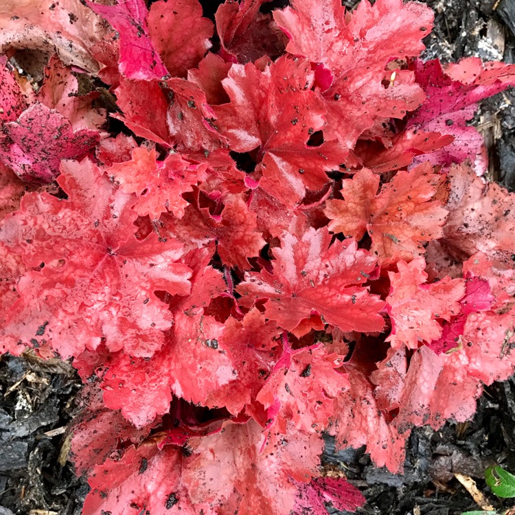 Plant image Heuchera 'Cherry Cola'