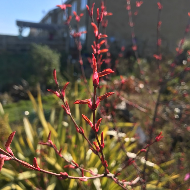 plant image 340054