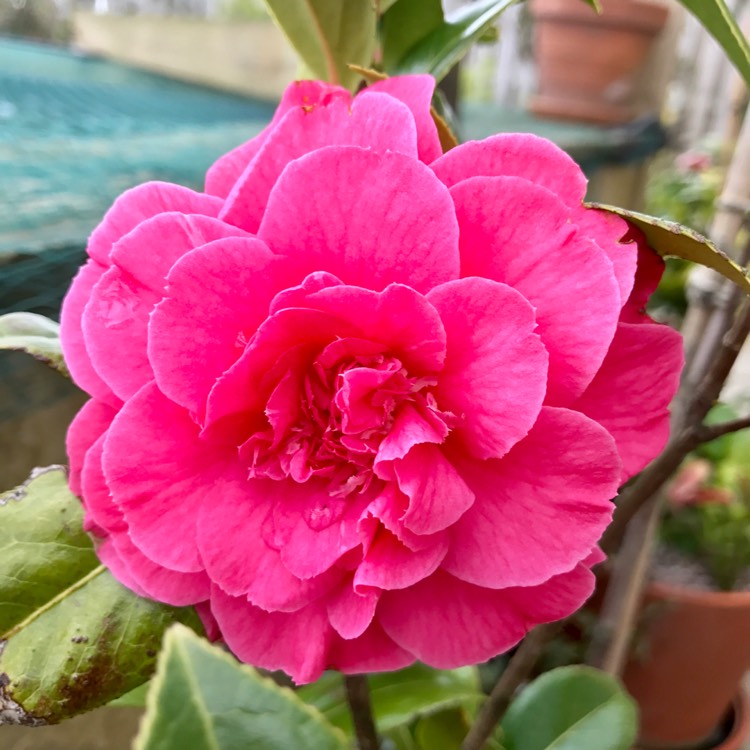 plant image 366651