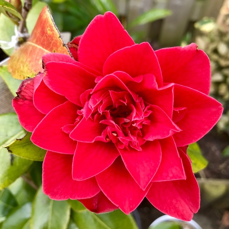 Plant image Camellia japonica 'Mark Alan'