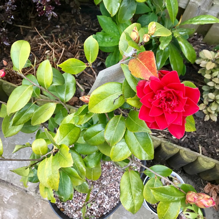 Plant image Camellia japonica 'Mark Alan'