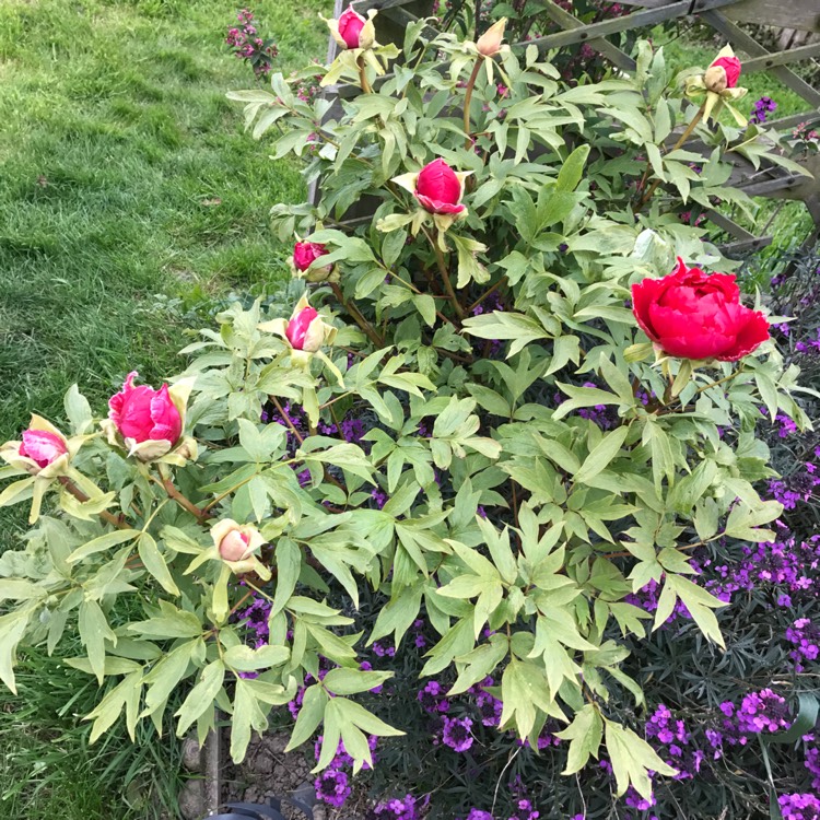 plant image 389607