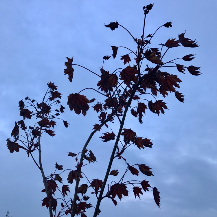 plant image 397813