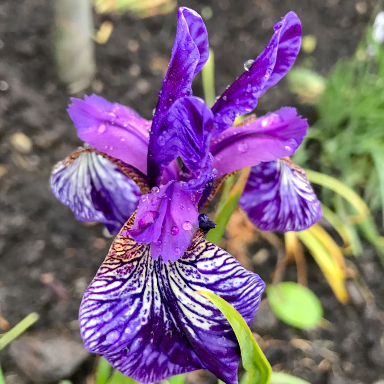 plant image 402082