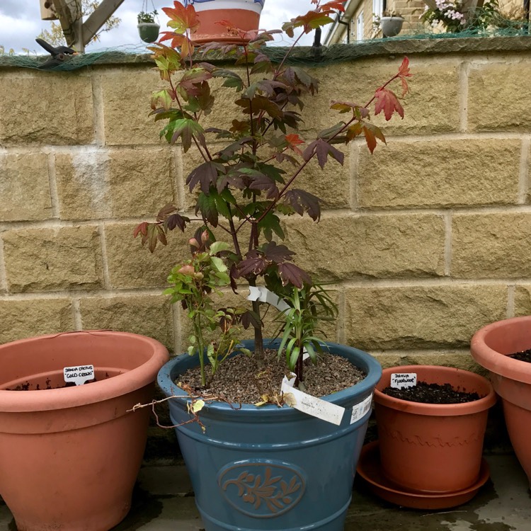 Plant image Acer circinatum 'Burgundy Jewel'