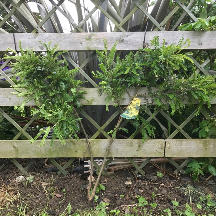 plant image 441177
