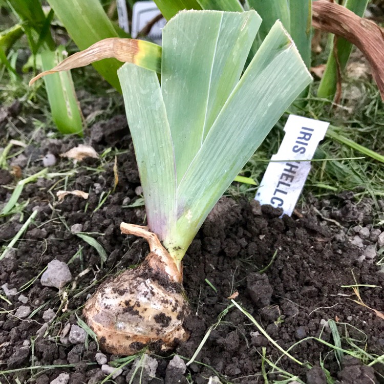 plant image 453095