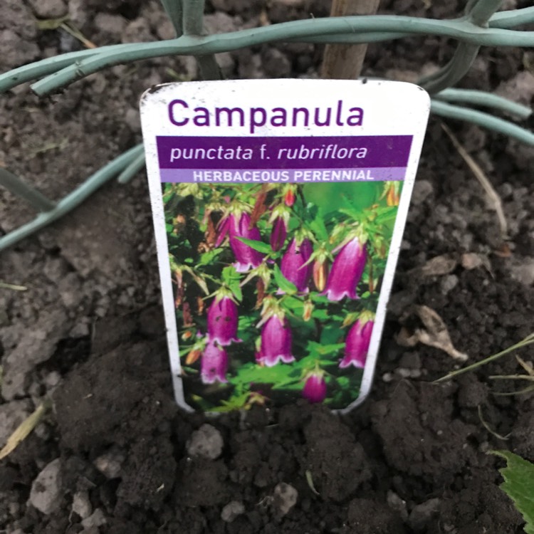 plant image 455856