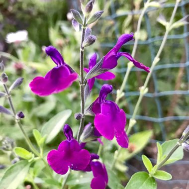 Salvia x jamensis 'Nachtvlinder'