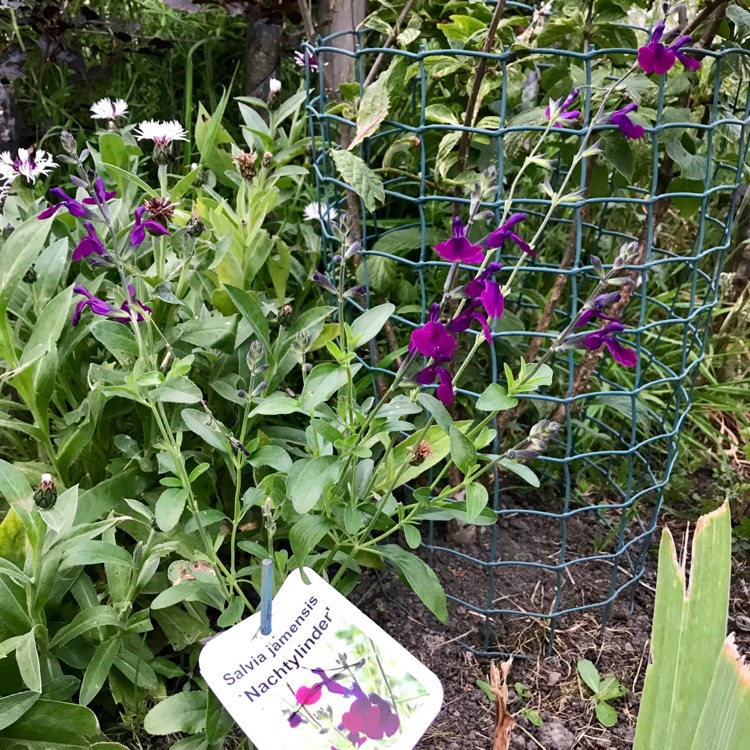 plant image 457289