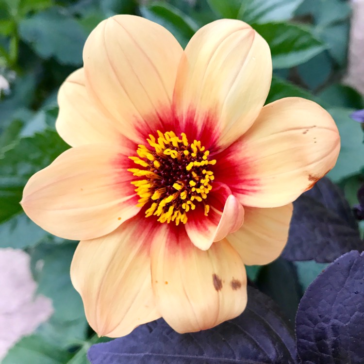 Plant image Dahlia 'Sunshine'