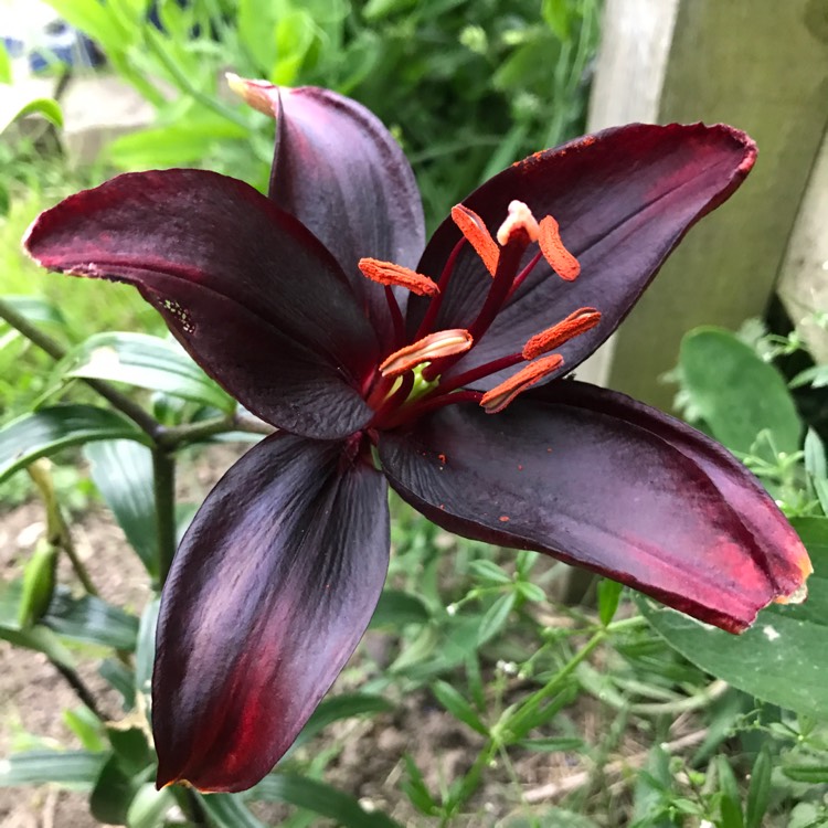 plant image 478075